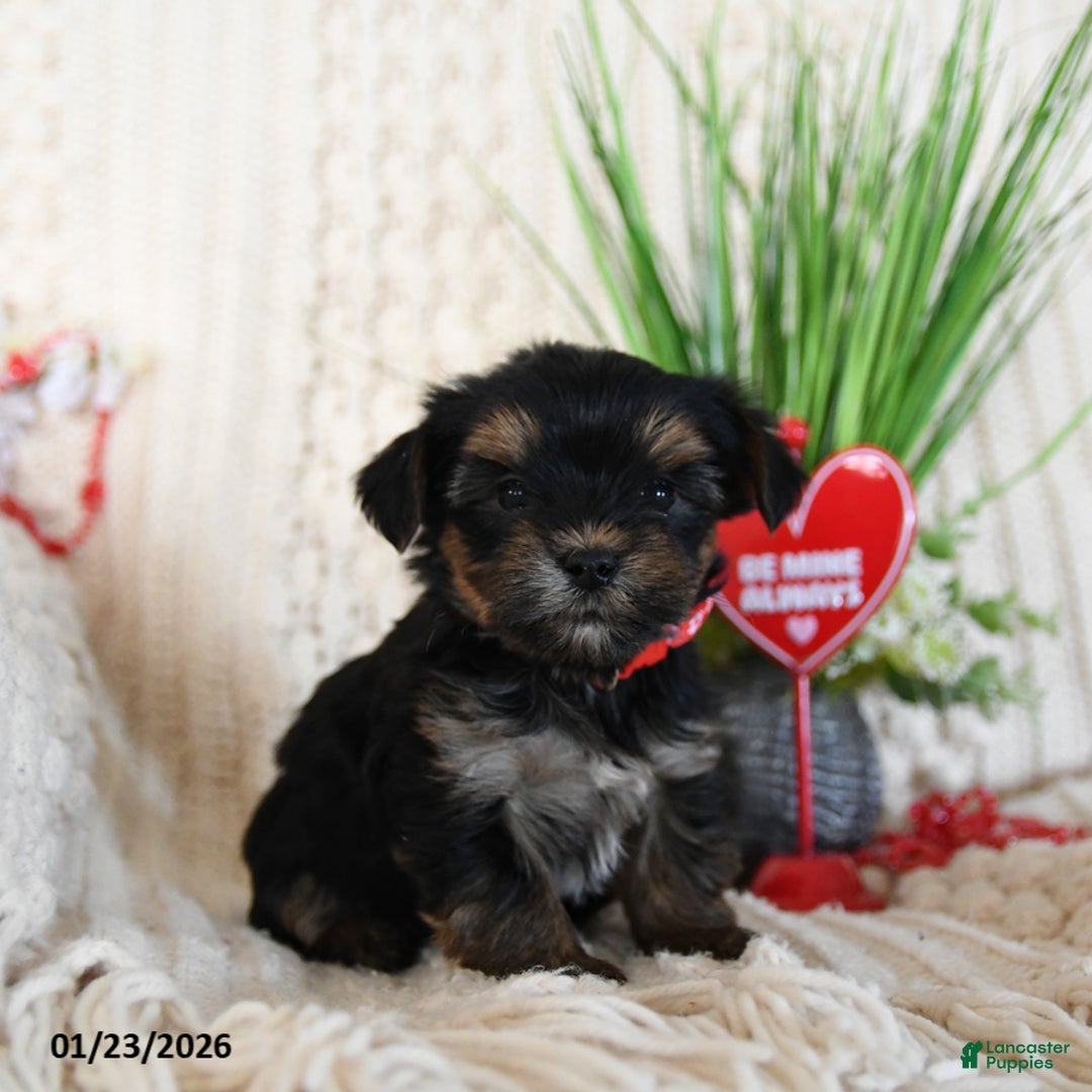 Yorkshire Terrier dogs for sale: Trixy - Ad 1