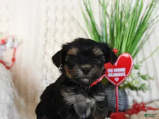 Yorkshire Terrier dogs Trixy - Ad 9