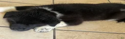 Akita dogs for sale: Happy - Ad 5