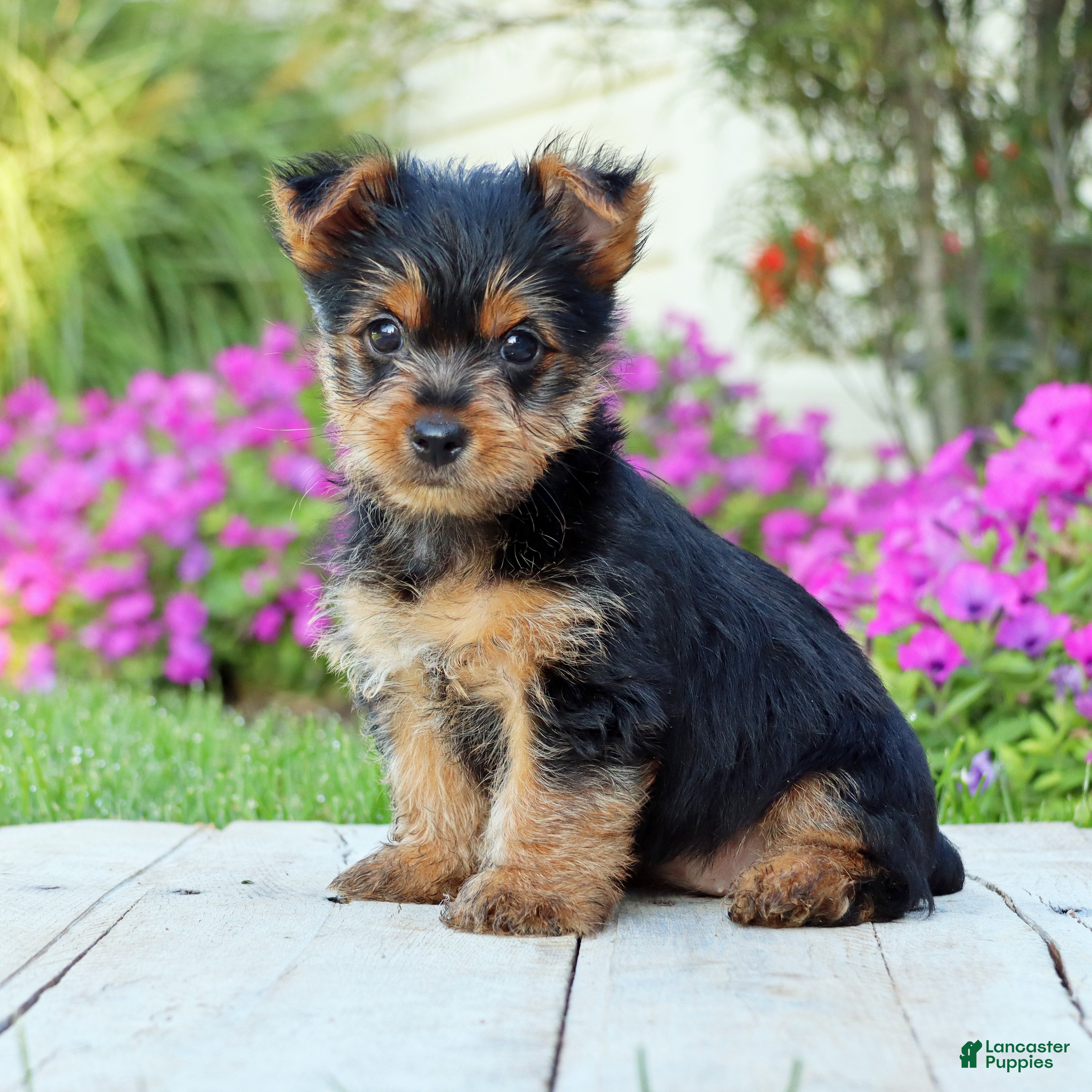 Yorkshire Terrier dogs Tia - Ad 1