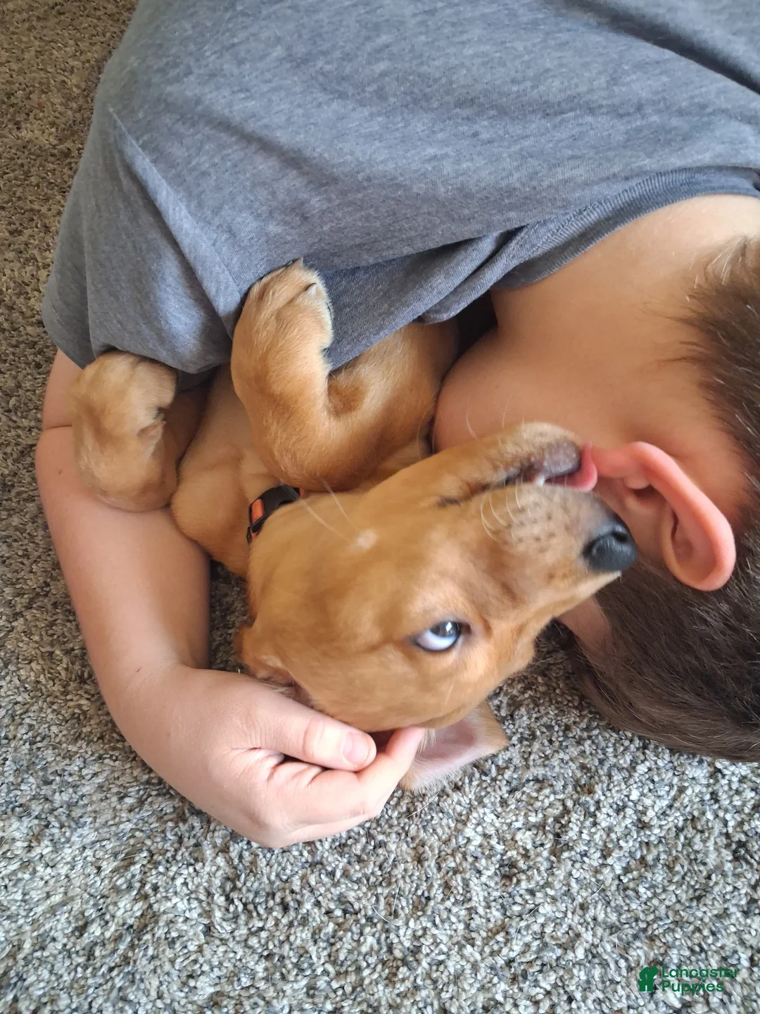 Mixed Breed dogs for sale: Orange collar - Ad 2