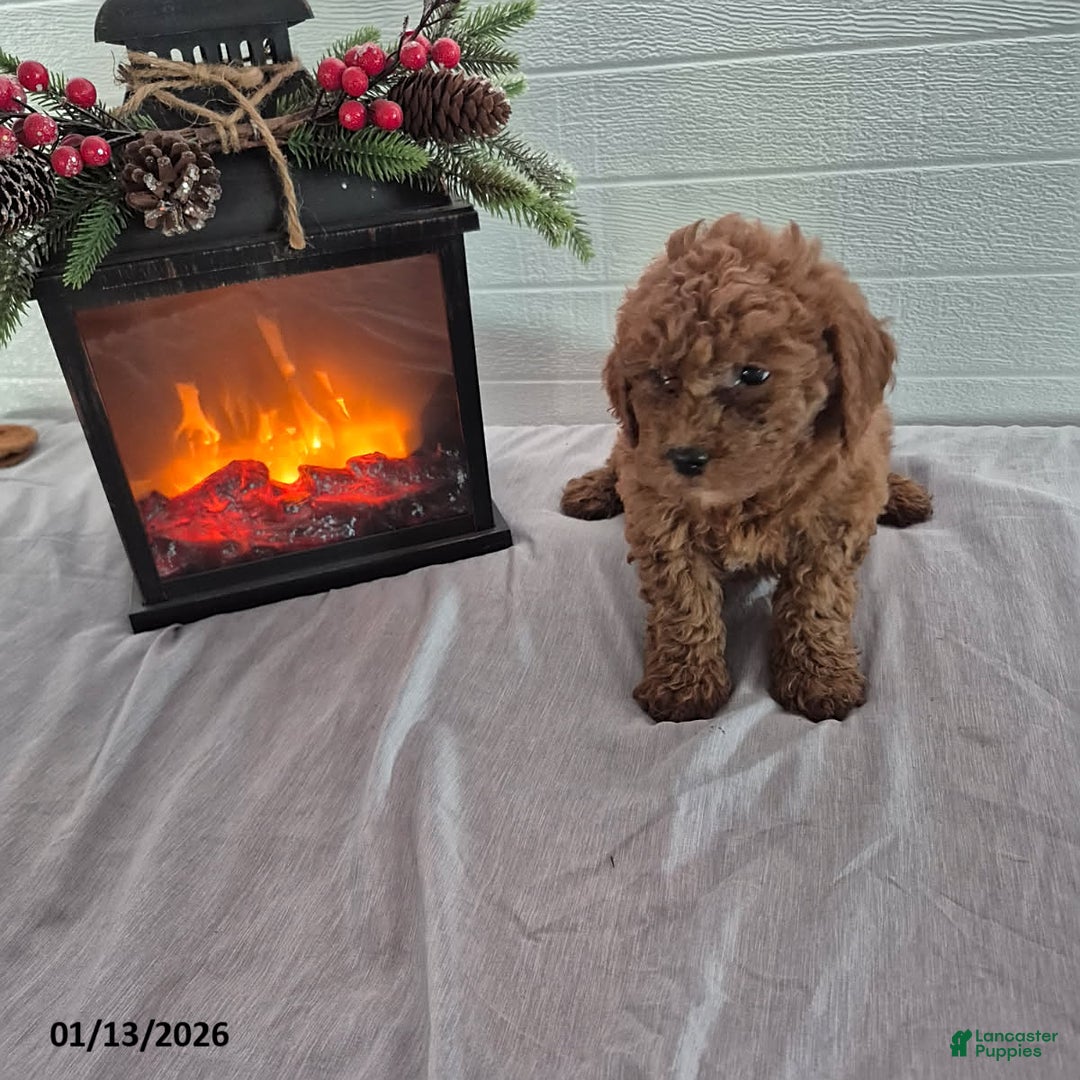 Mini Goldendoodle dogs for sale: Hazel - Ad 2