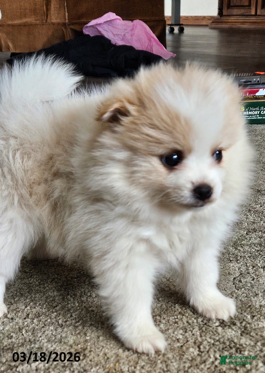 Pomeranian dogs Cassie   - Ad 1