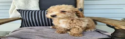 Mini Bernedoodle dogs for sale: Liam - Ad 6