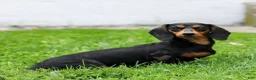 Miniature Dachshund dogs for sale: Colt Miniature Dachshund Puppy  - Ad 7