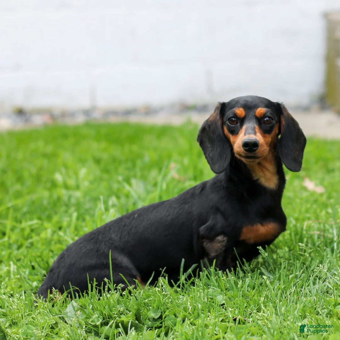 Miniature Dachshund dogs for sale: Colt Miniature Dachshund Puppy  - Ad 7