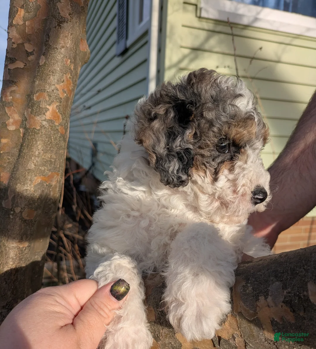 Miniature Poodle dogs for sale: Thelma - Ad 16