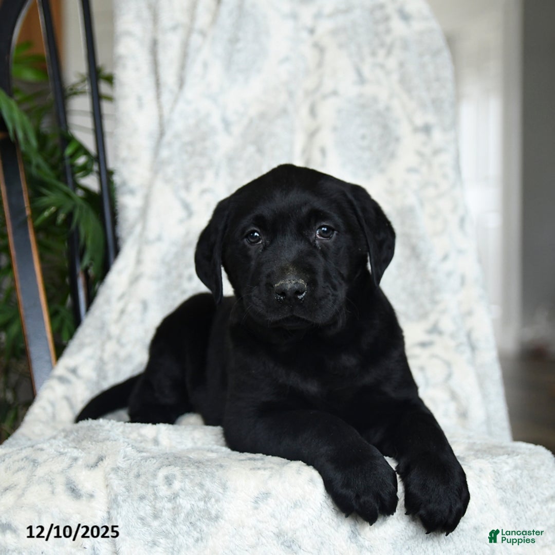 Labrador Retriever dogs for sale: Bacon - Ad 2