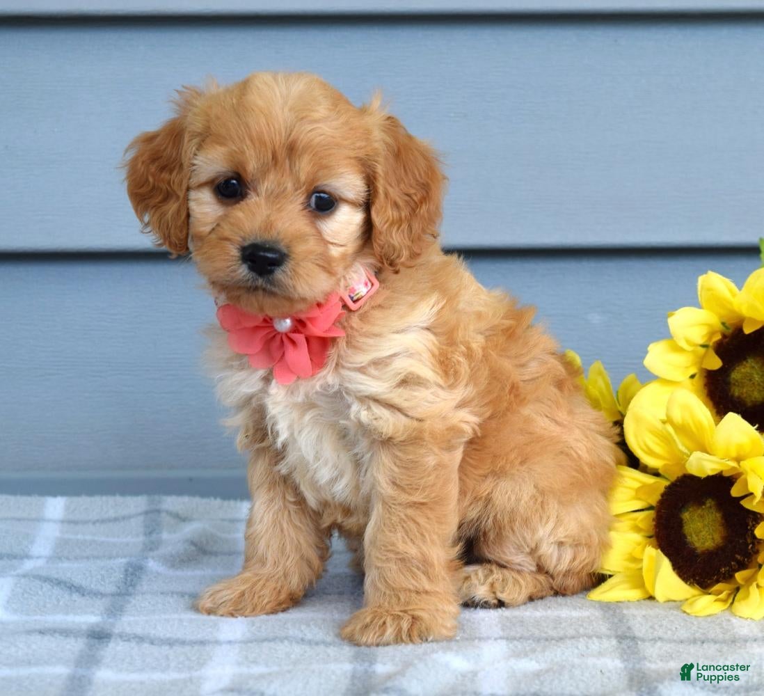 Cavapoo dogs Clarissa  - Ad 2
