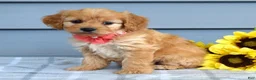 Cavapoo dogs for sale: Clarissa  - Ad 2