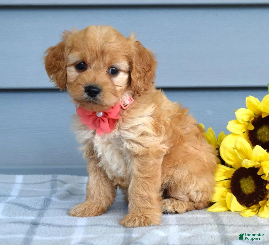 Cavapoo dogs for sale: Clarissa  - Ad 2