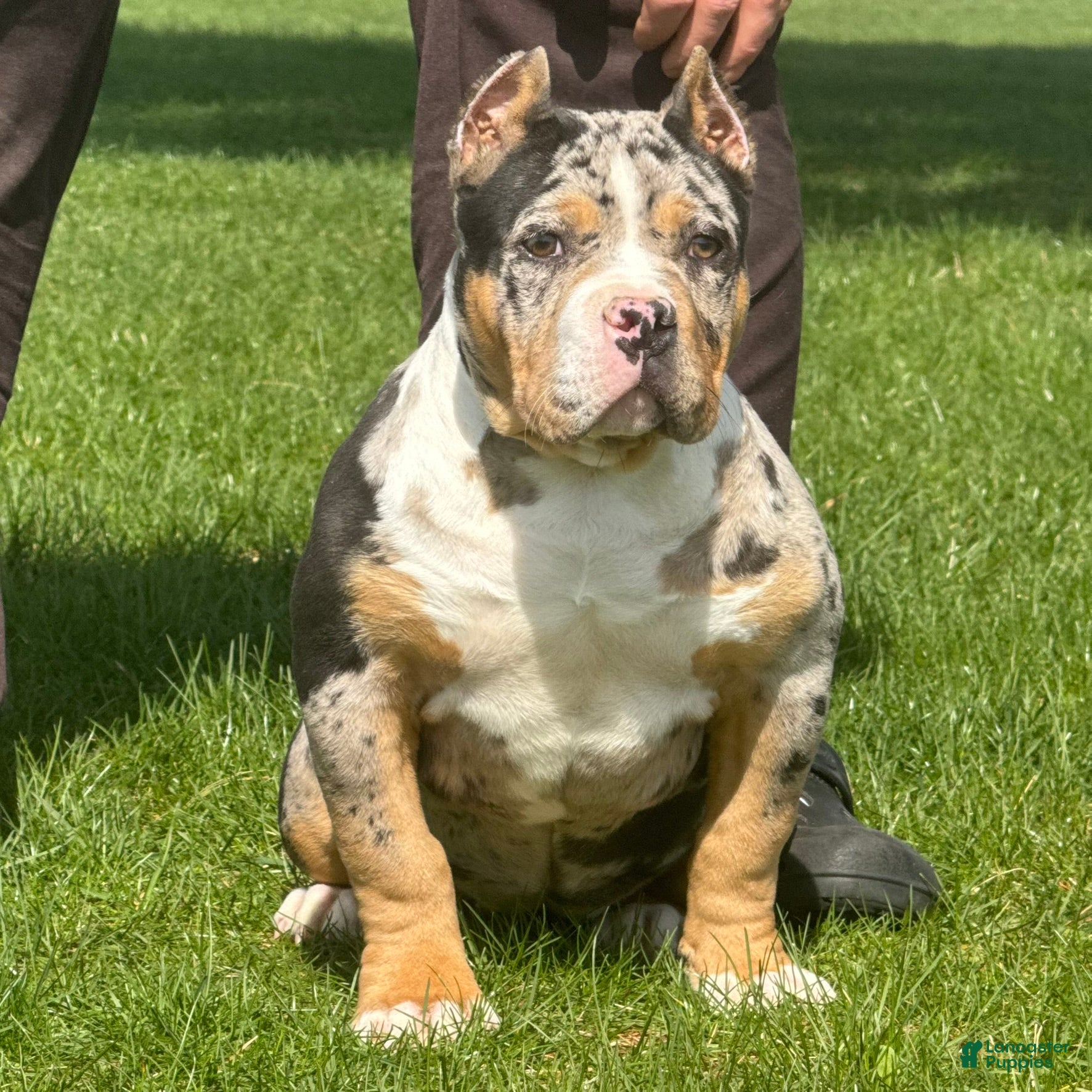 American Bully dogs Emmy - Ad 2