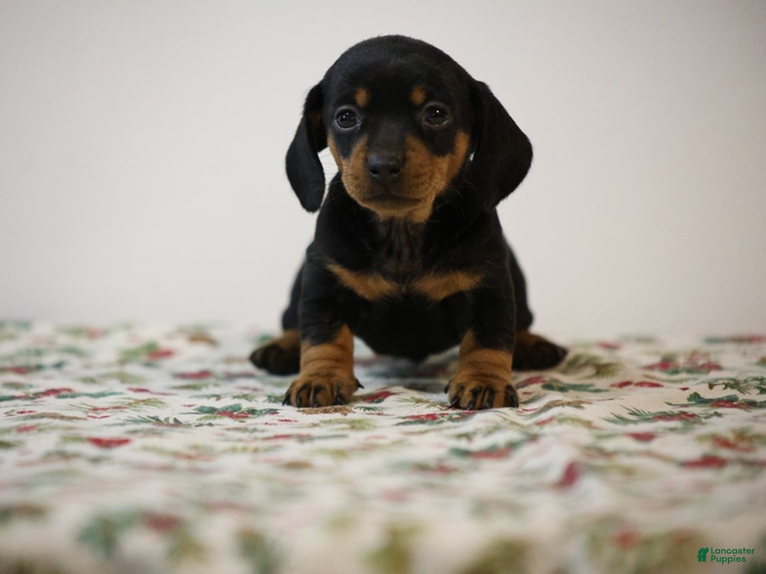 Miniature Dachshund dogs for sale: Bridget - Ad 4