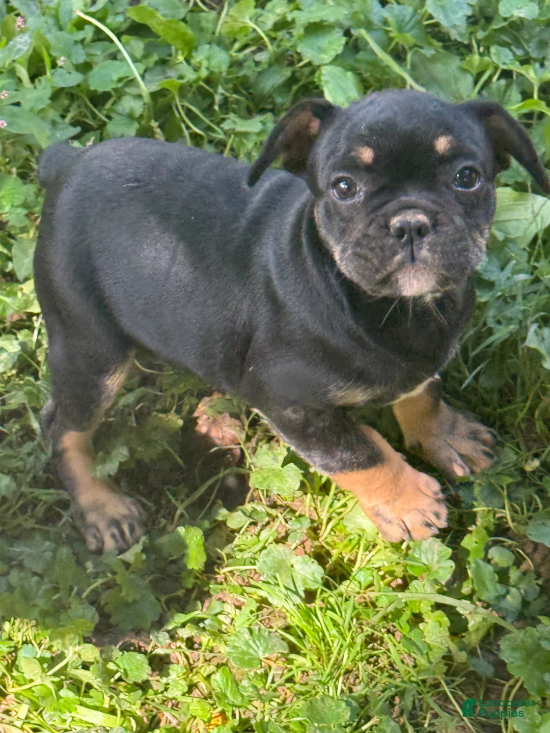 French Bulldog dogs for sale: Frannie - Ad 2