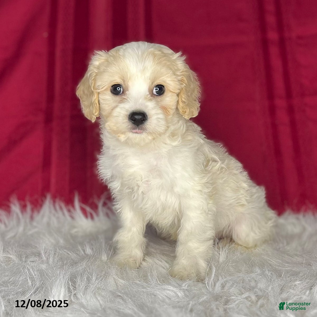 Cavachon dogs Dixan - Ad 13