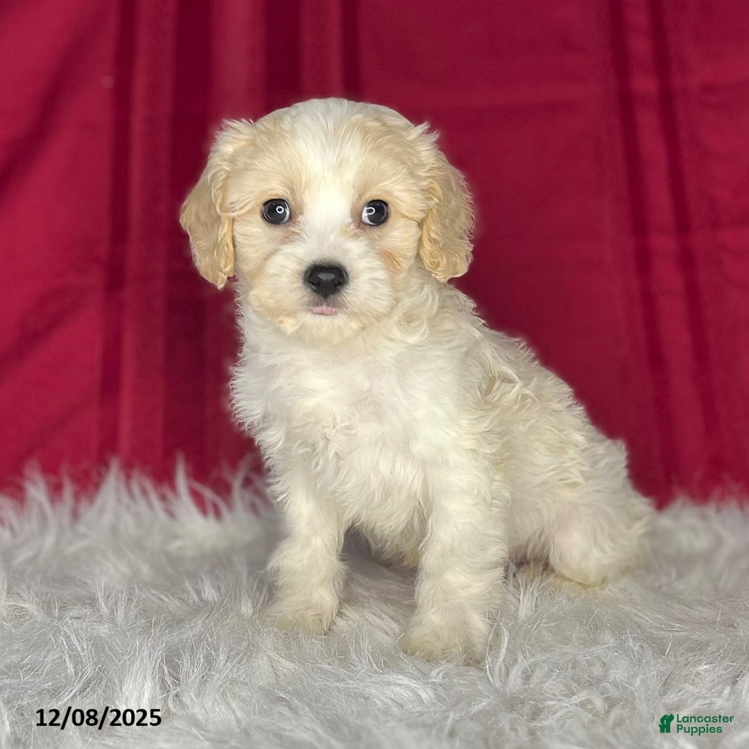 Cavachon dogs for sale: Dixan - Ad 1