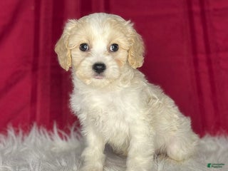 Cavachon dogs Dixan - Ad 8