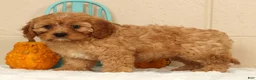 Cavapoo dogs for sale: Amber - Ad 5
