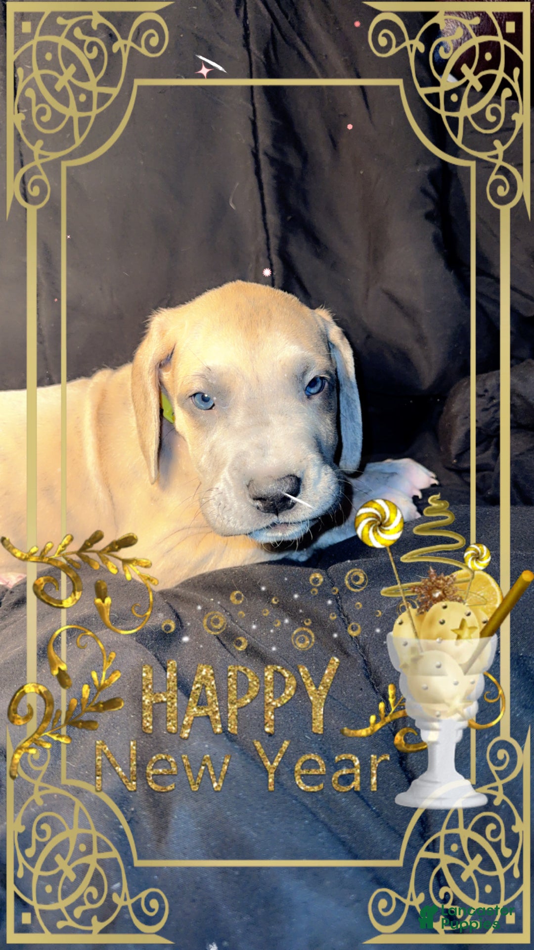 Great Dane dogs for sale: Oscar - Ad 1