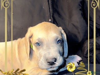 Great Dane dogs Oscar - Ad 39