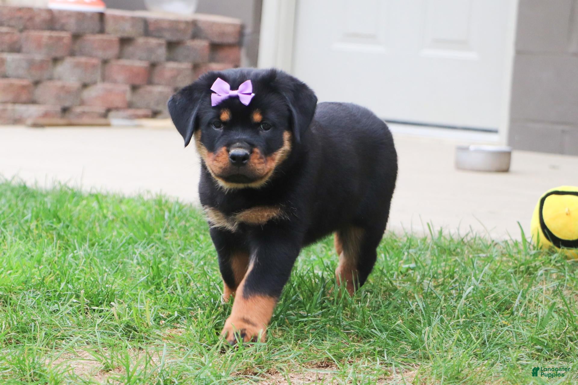 Rottweiler dogs Mia - Ad 2