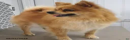 Pomeranian dogs for sale: Logan - Ad 3