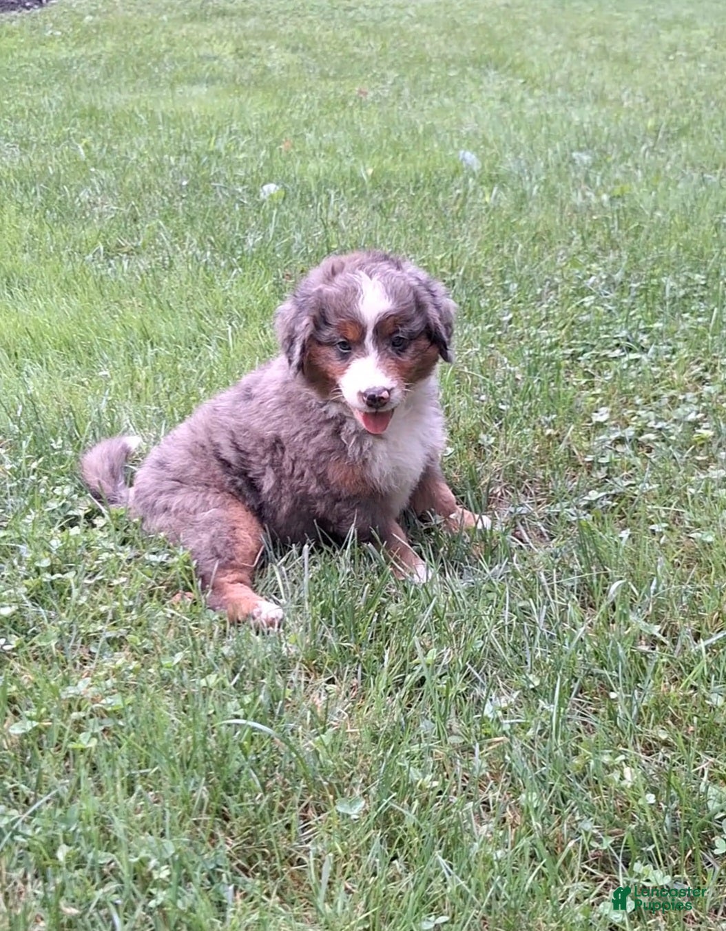 Mini Bernedoodle dogs Breeze - Ad 2