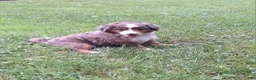 Mini Bernedoodle dogs for sale: Breeze - Ad 3