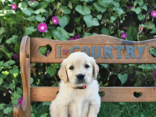 Golden Retriever dogs - Ad 24