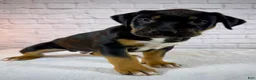 American Bully dogs for sale: XL American Bully Puppy Male - Ad 9