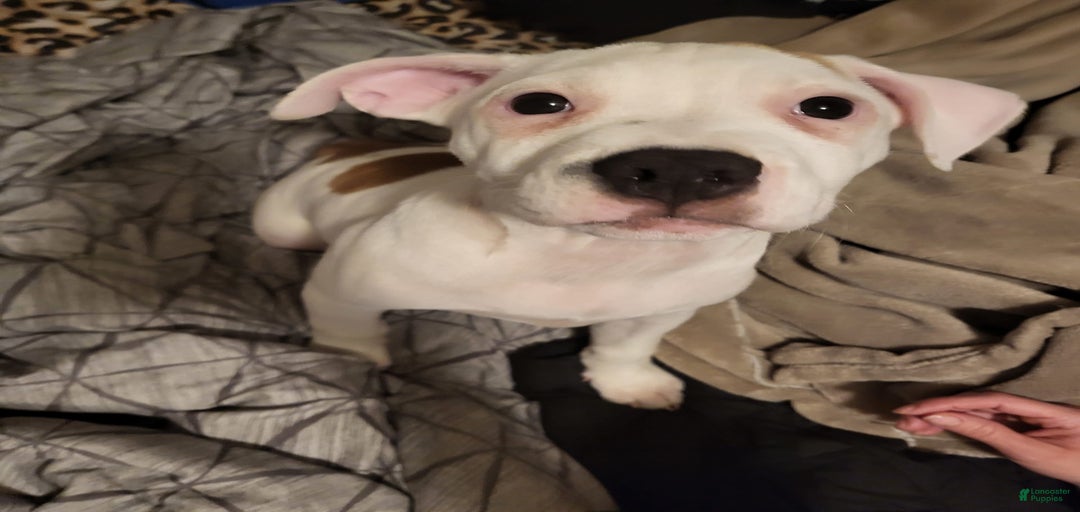 Gallery Image {{count}}