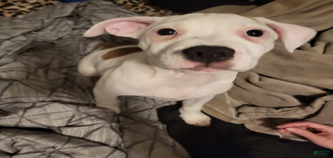 Gallery Image {{count}}