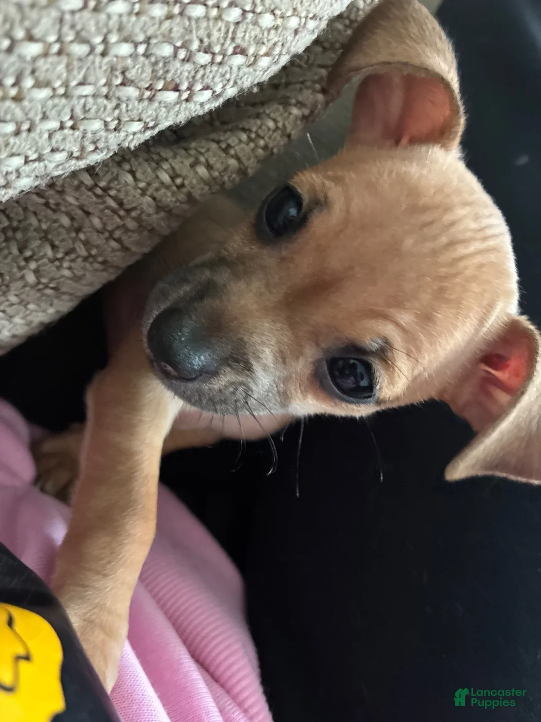 Mixed Breed dogs for sale: Snickerdoodle aka Doodles - Ad 2