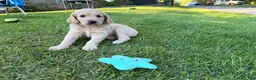 Goldendoodle dogs for sale: Pearl  - Ad 5