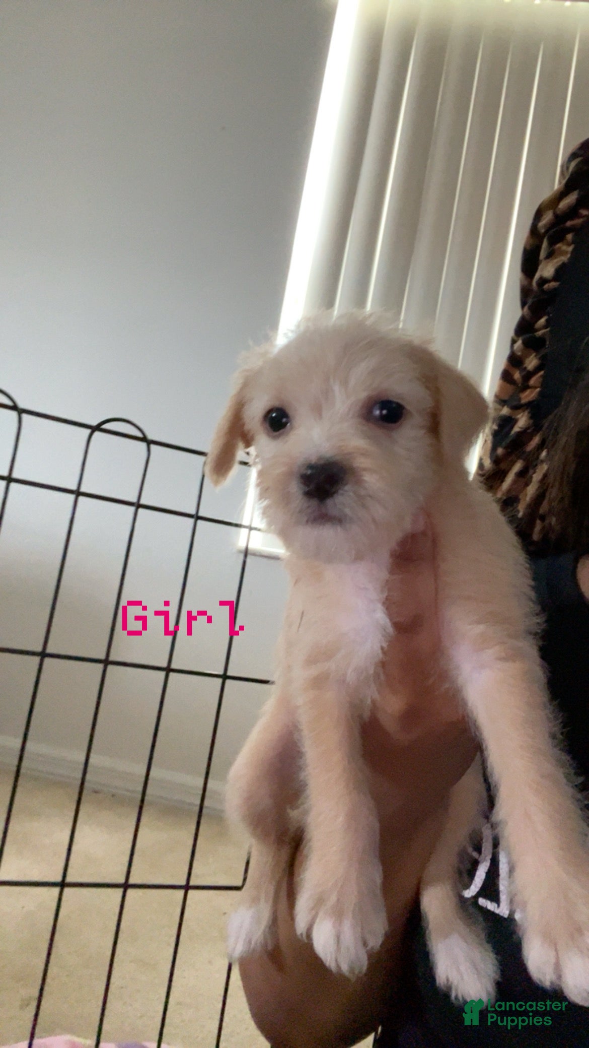 Shihpoo