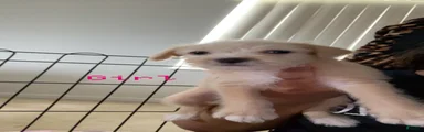 Shihpoo 9