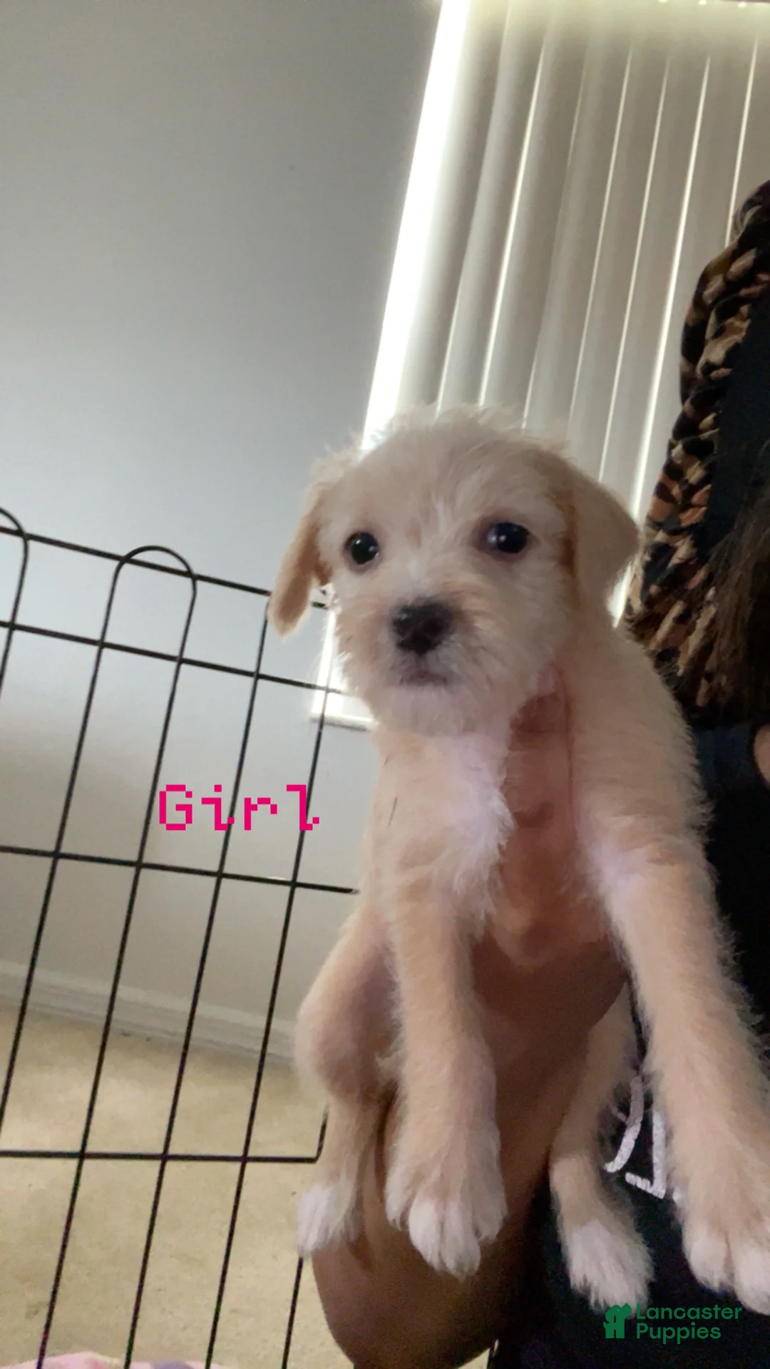 Shihpoo dogs for sale: Shihpoo 9 - Ad 1
