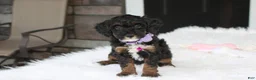 Miniature Poodle dogs for sale: Amber  - Ad 22
