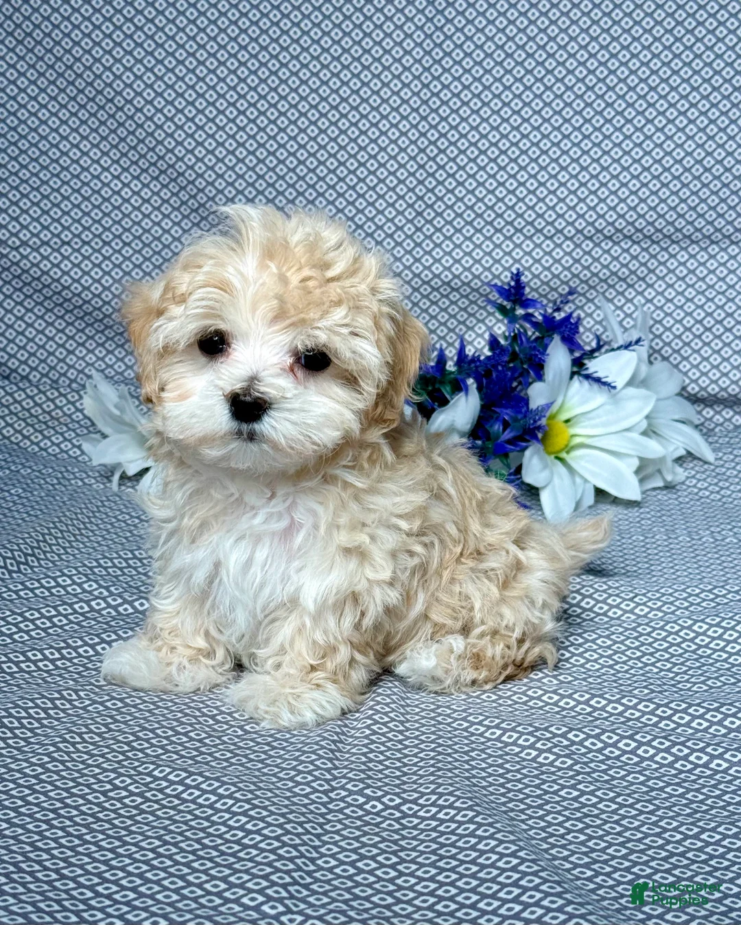 Maltipoo dogs for sale: Luna - Ad 2