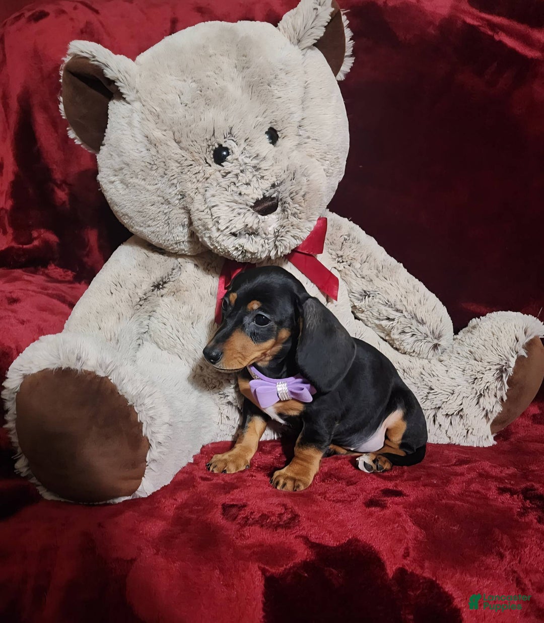 Miniature Dachshund dogs for sale: BAYLEE - Ad 8