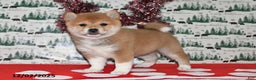 Shiba Inu dogs for sale: Megan - Ad 4