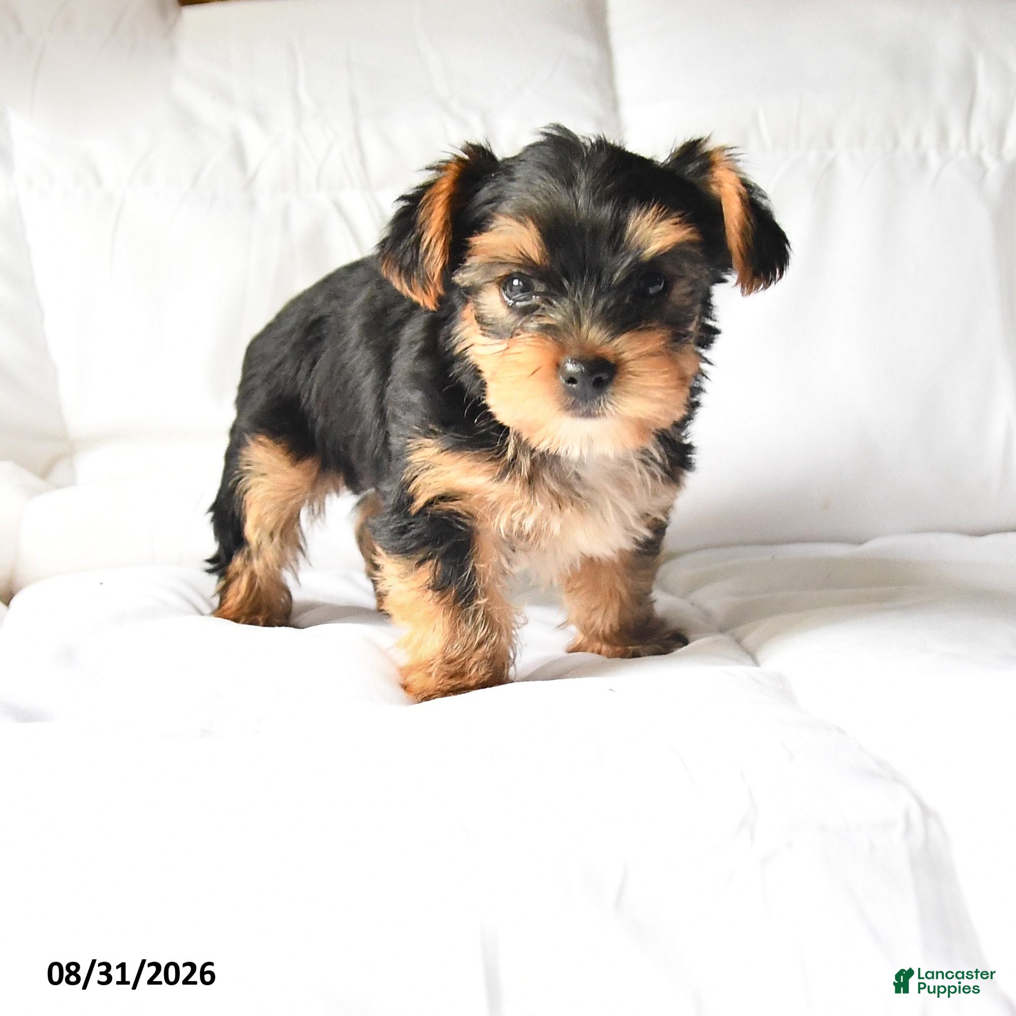 Yorkshire Terrier dogs Allen - Ad 1