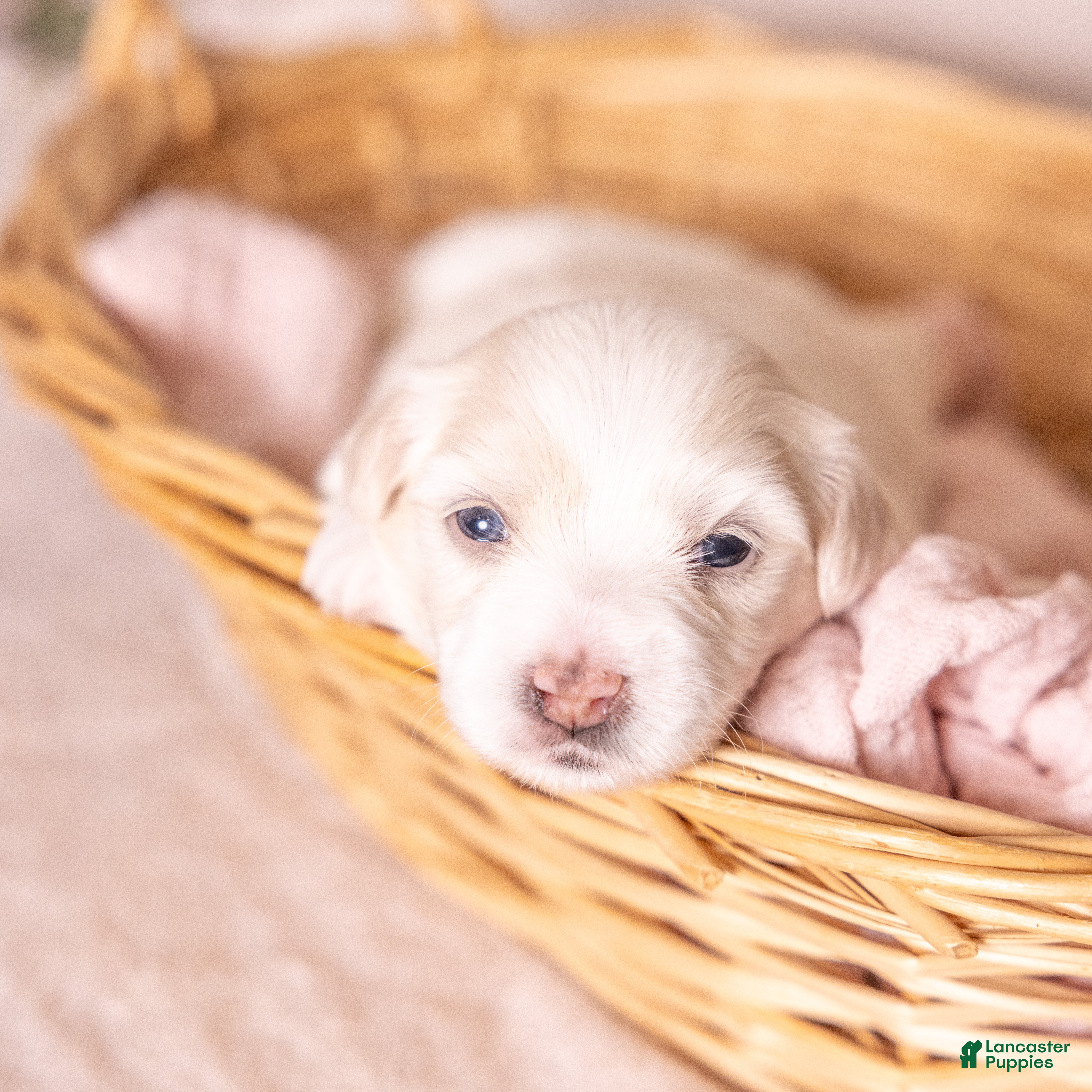 Coton De Tulear dogs Magnolia - Ad 1
