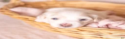 Coton De Tulear dogs for sale: Magnolia - Ad 1