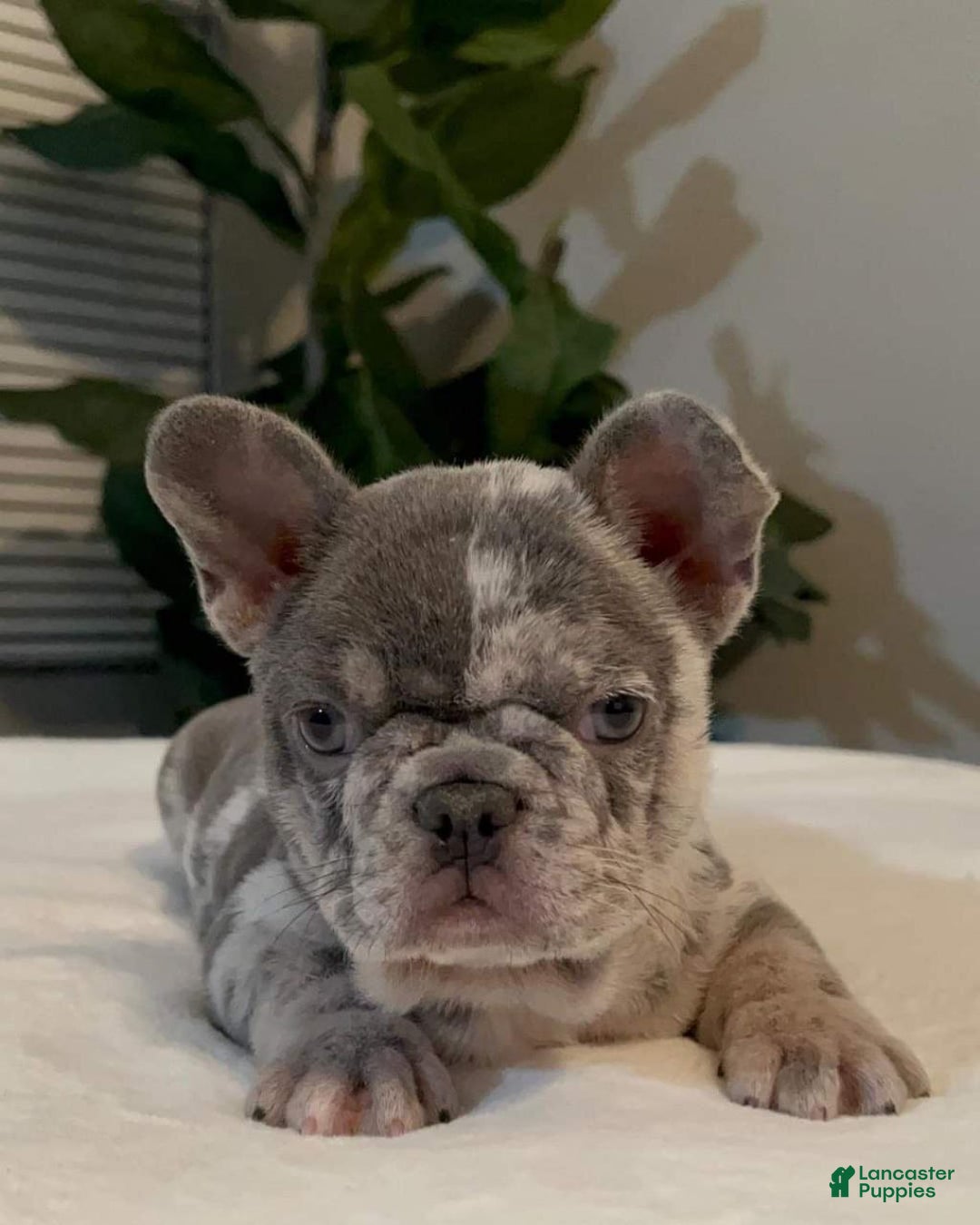 French Bulldog dogs for sale: Lola - Ad 4