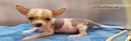 Mixed Breed dogs for sale: Beethoven - Ad 3