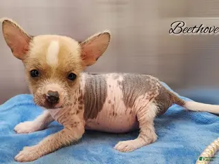 Mixed Breed dogs Beethoven - Ad 13