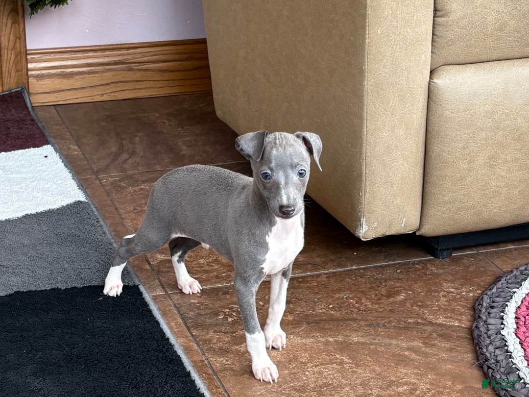 Italian Greyhound dogs for sale: Henry - Ad 6