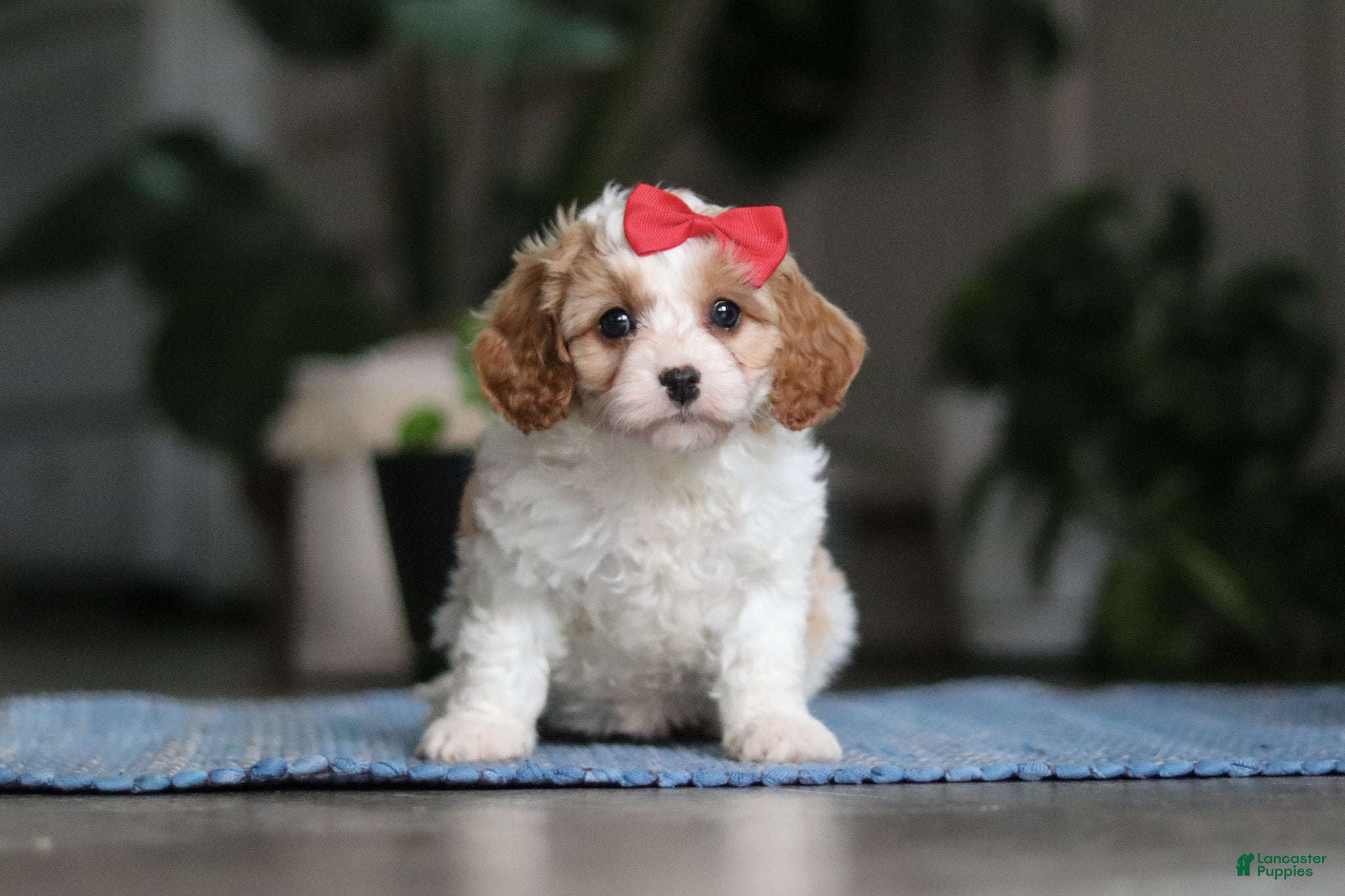 Miniature Poodle dogs Ava - Ad 2