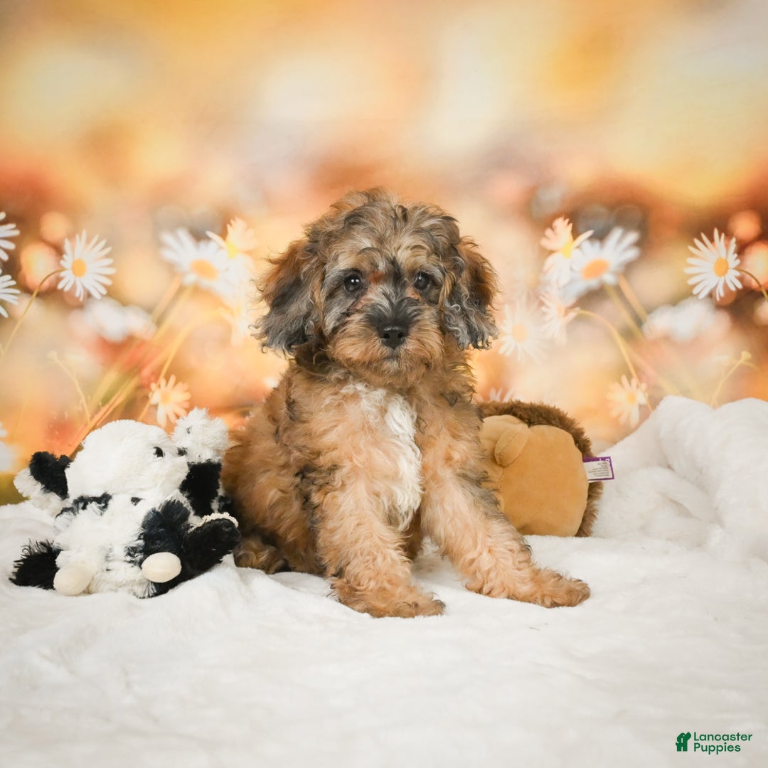 Cockapoo dogs for sale: Carly - Ad 4